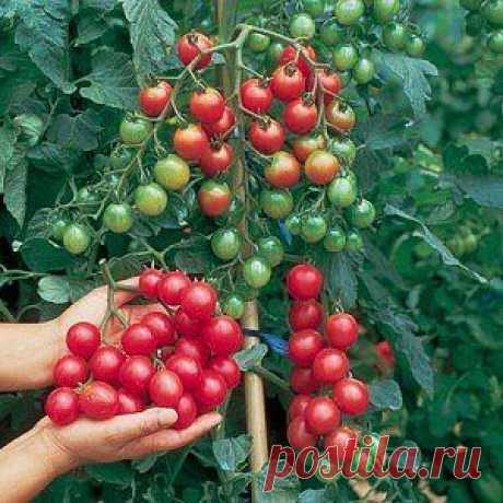 Технология посадки помидоров от Людмилы Терёхиной.