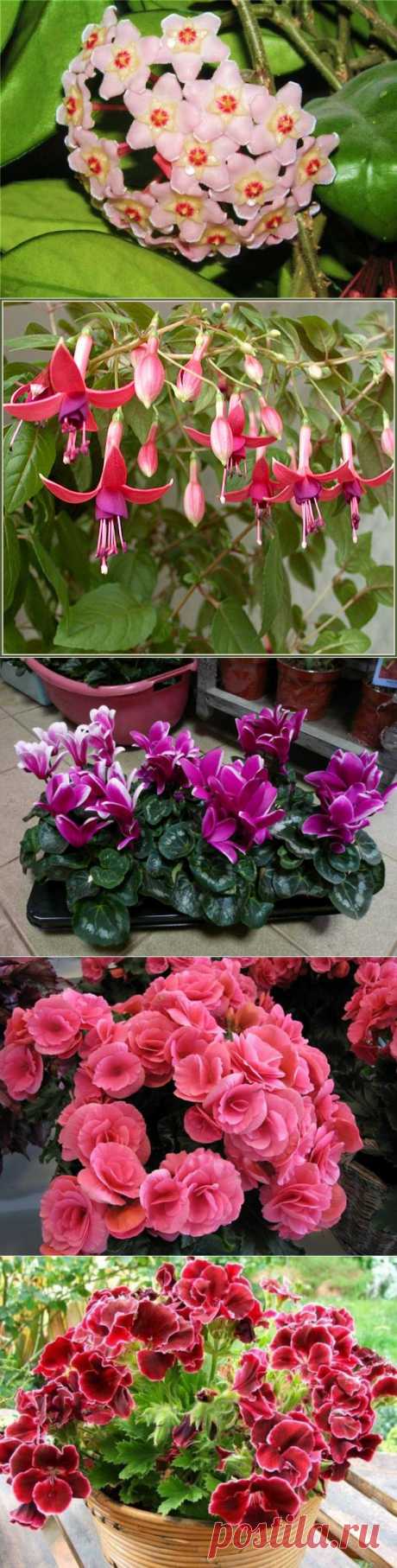 Как стимулировать цветение комнатных растений | РОЗЫ