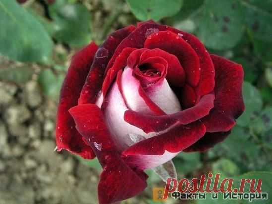 Роза Осирия