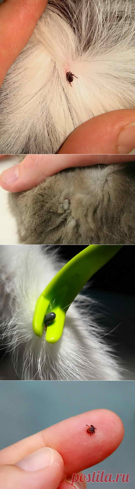 У кошки клещ, симптомы укуса, как вытащить, чтобы не обломить голову паразита