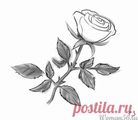 Как нарисовать розу карандашом поэтапно. 12 уроков