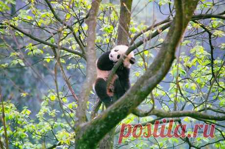 Малыш панды уснул на дереве. Фото сделано в старейшем реабилитационном центре по охране и разведению панд в местечке Яань в провинции Сычуань в Китае. Автор снимка — Валерия: nat-geo.ru/photo/user/342264/