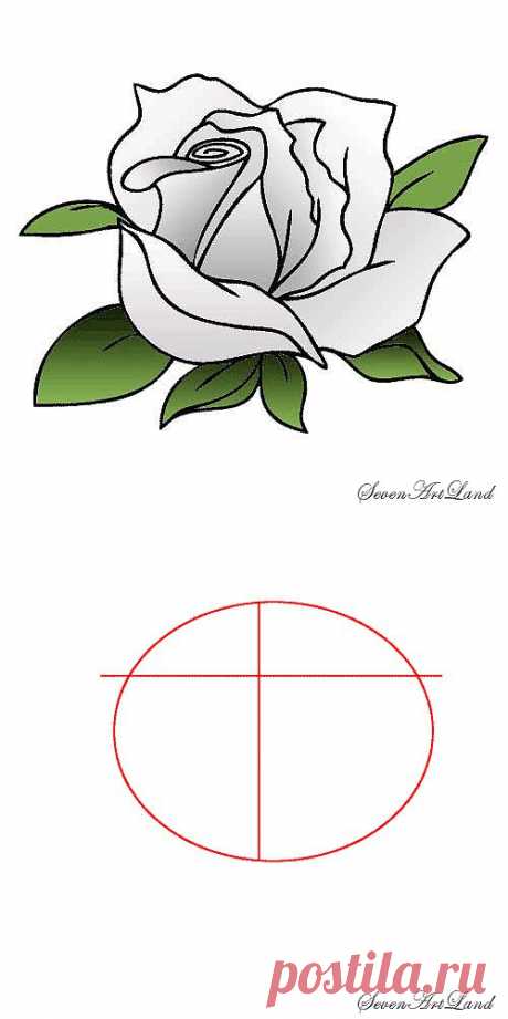 Белая роза - Sevenartland