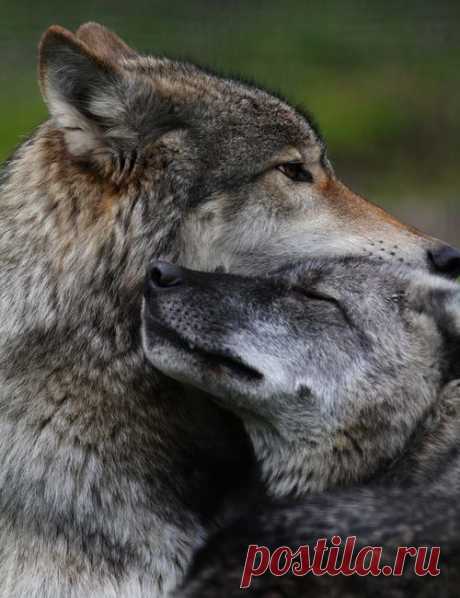 Фото Волк прижался мордой к другому волку и закрыл глаза, страница