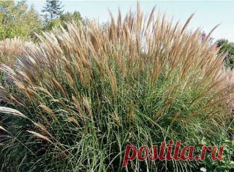 Декоративные злаки. МИСКАНТУС (MISCANTHUS) сем. Мятликовые