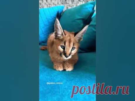 Caracal baby🥰 #каракал #caracal #cats #kitten #cat
