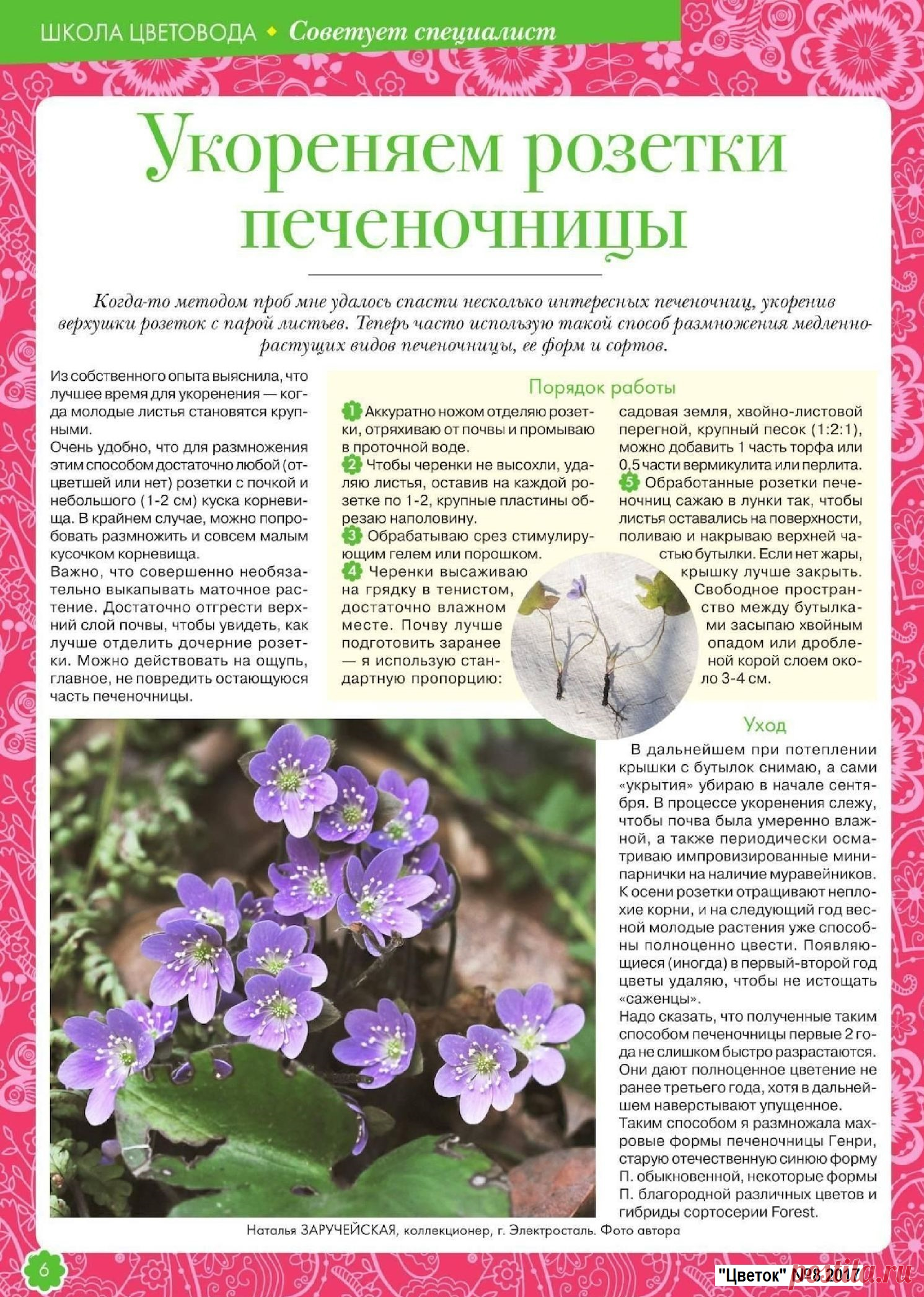 Укореняем розетки печеночницы
