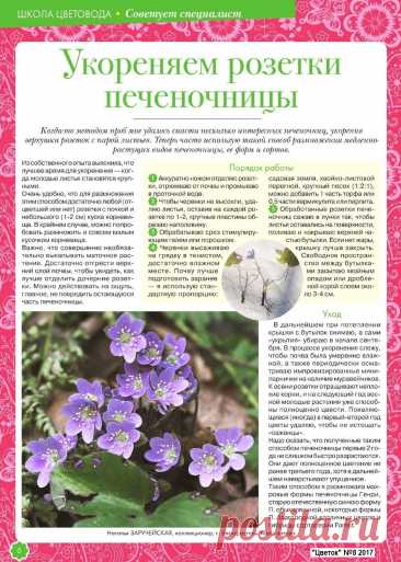 Укореняем розетки печеночницы