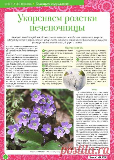 Укореняем розетки печеночницы
