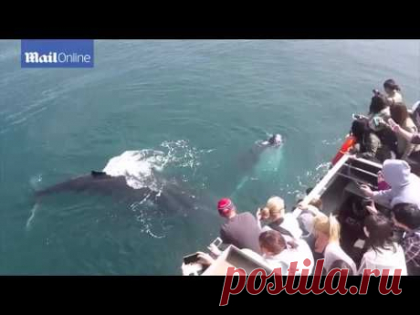 Общительные киты / Видео / Моя Планета