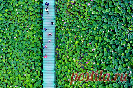 На фотографии жители Китая наблюдают за распустившимися цветами лотоса в провинции Ляонин.