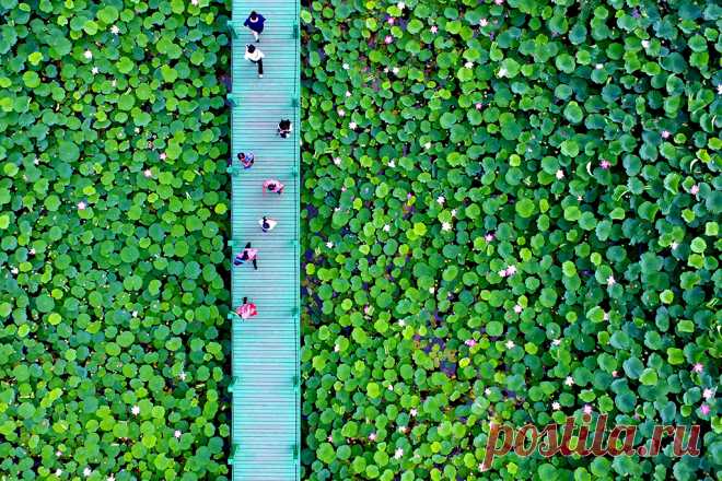 На фотографии жители Китая наблюдают за распустившимися цветами лотоса в провинции Ляонин.