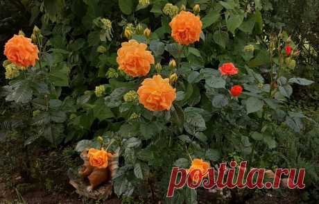 Три действия для яркого цветения роз. О главном подробно. | Цветочница Анюта 🌹 | Яндекс Дзен