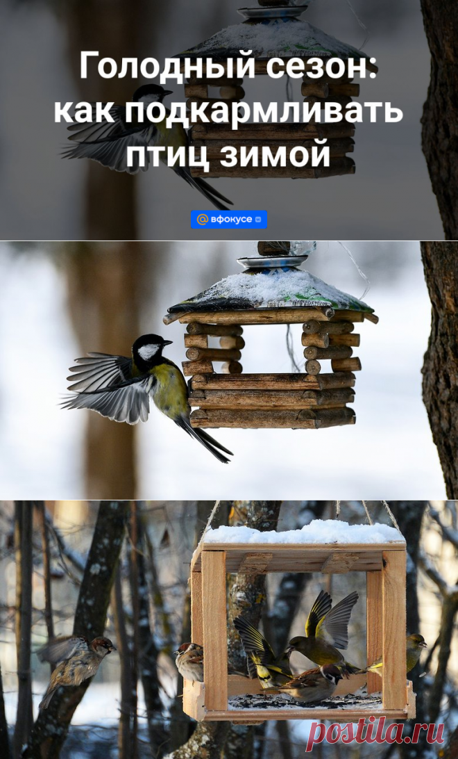 2023-ГОЛОДНЫЙ СЕЗОН: как подкармливать птиц зимой | 12 ноября 2023 - ВФокусе Mail.ru