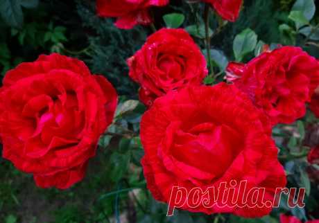 Шпаргалка по розам №6. 15 - 16 мая 2021 г. | Цветочница Анюта 🌹 | Яндекс Дзен