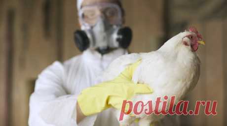 В Нижегородской области обнаружили очаг птичьего гриппа. В Нижегородской области выявили очаг птичьего гриппа в посёлке Юрьевец. Читать далее
