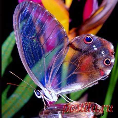 cithaerias bandusia, Brazil - ©Rubia Luz - www.flickr.com/photos/rubialuz/3813760542/ | Mandy Pretorius (Hamilton) приколол(а) это к доске Butterfly