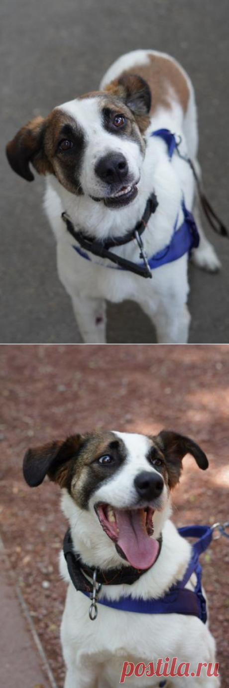 Познакомьтесь с невероятно спокойным и умным Арни! МОСКВА – Животные ищут дом, пользователь Ольга PPR | Группы Мой Мир