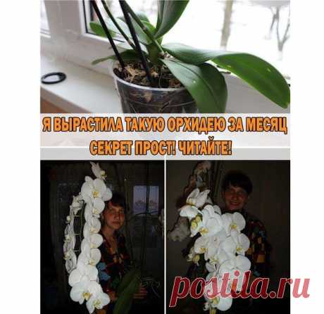 Новости Люблю рукоделие и вязание  Я вырастила такую орхидею за месяц