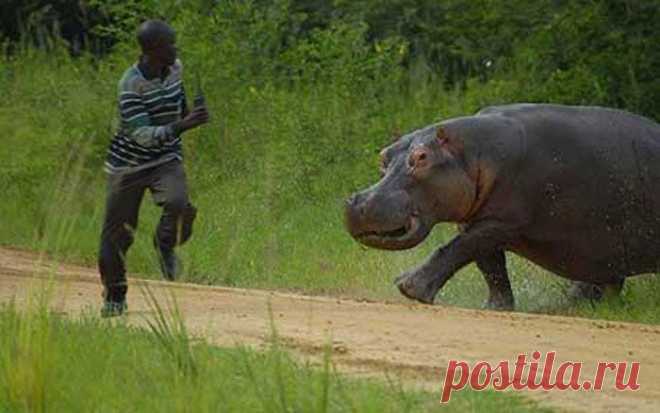 животные африки фото - Поиск в Google Опасно ! Гиппопотам!