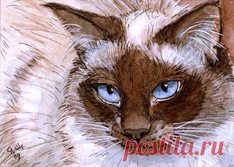 Birman Cat - Blue eyes. Print by Svetlana Ledneva-Schukina