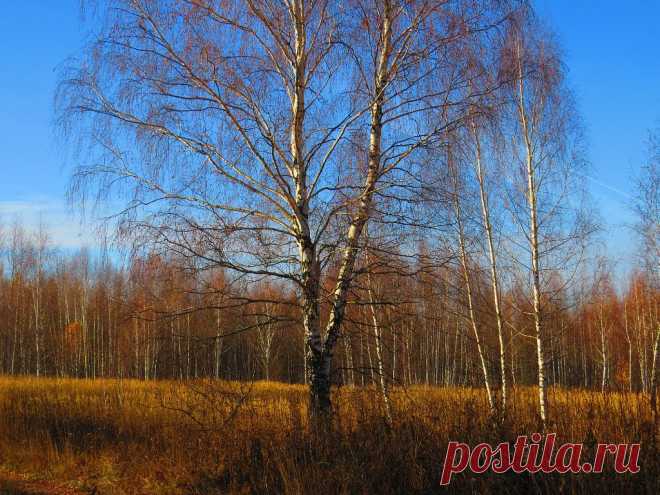 ФОТОМАСТЕРСКАЯ ПРИРОДЫ
Лена Ермакова фотолюбитель