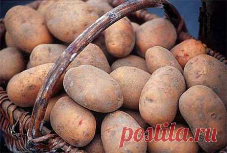 Как подготовить участок земли для посадки картофеля?