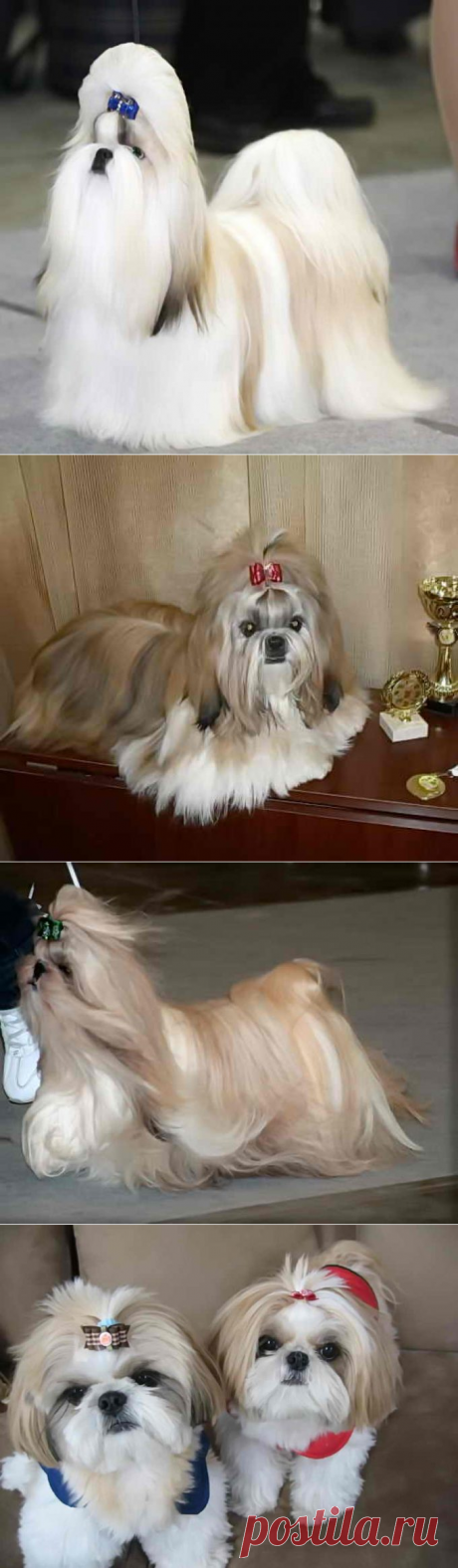 Порода ши-тцу, описание и фото императорской собаки
