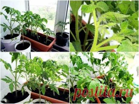 Томат балконное чудо: как выращивать и ухаживать