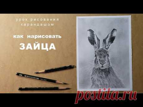 как нарисовать зайца как нарисовать кролика how to draw a rabbit