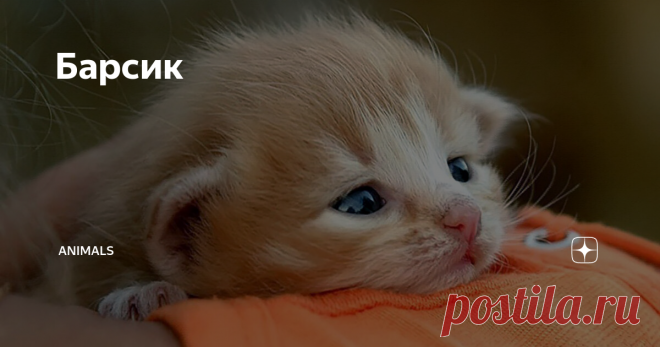 Барсик Статья автора «Animals» в Дзене ✍: В прелой листве плакал маленький, промокший насквозь рыжий котенок.