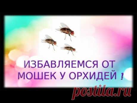 ИЗБАВЛЯЕМСЯ ОТ МОШЕК У ОРХИДЕЙ !!! - YouTube