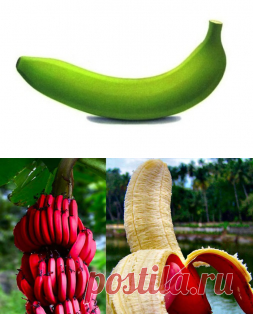 ​Что вы знаете о бананах ? - Садоводка