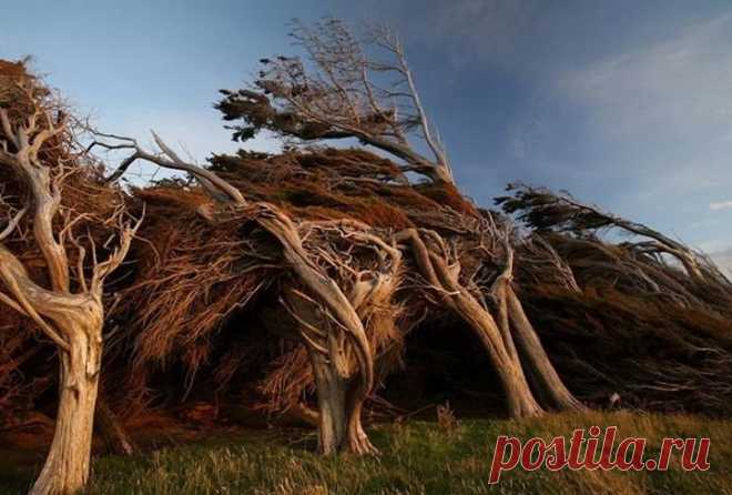 Кривые деревья на склоне Slope Point, Новая Зеландия 

 Эти необычные деревья растут на склоне Slope Point (Наклонный мыс) на Южном острове в Новой Зеландии. В этом месте с побережья дуют сильнейшие ветра и деревьям пришлось адаптироваться и расти в направлении ветра.
 Во время посещения мыса Slope Point в Новой Зеландии чувствуешь, что время как будто застыло прямо в разгар сильнейшего урагана.