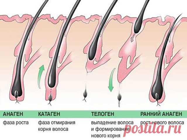 Как разбудить спящие волосяные луковицы: лучшие рецепты