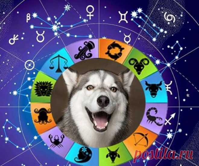 Собачий гороскоп по дате рождения, какая собака подходит по дате У собак, как и у людей, есть свой гороскоп. Выбирая себе питомца, следует узнать, какую собаку советует завести вам звезды по знаку зодиака?