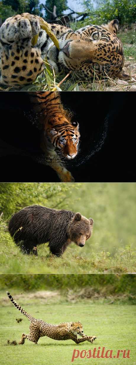 Фотографии животных от Ales Gola | Newpix.ru - позитивный интернет-журнал