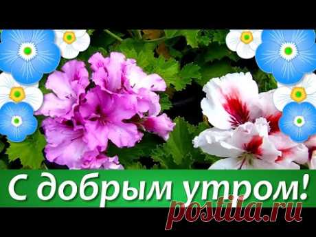 (58) Доброе Утро Хорошего Дня🌼Пожелание Хорошего Утра и Дня🌼С Добрым Утром - YouTube