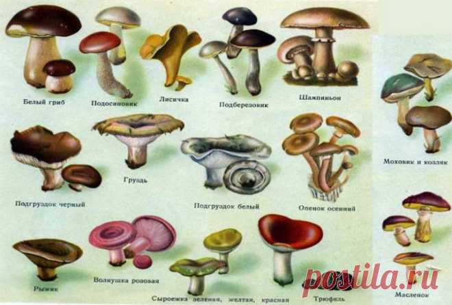 (+1) - Первая помощь при отравлении грибами | КРАСОТА И ЗДОРОВЬЕ