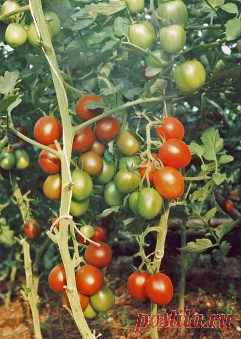 10 помидорных заповедей. Выращивание хорошего урожая вкусных томатов.