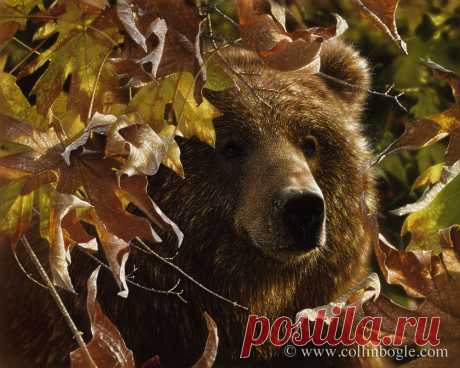 Legend of the Fall - Brown Bear Painting, Hand Signed Art Print by Collin Bogle – Collin Bogle Nature Art