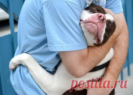Собаки-обнимаки. Любящие собаки обнимают своих хозяев