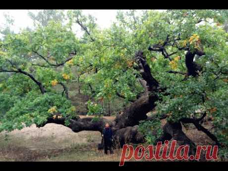 Невероятно огромный дуб в лесу! (Huge oak tree!)