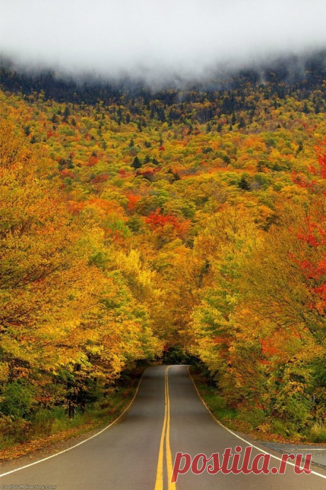 Красивейшие тоннели из деревьев со всего мира - Путешествуем вместе
