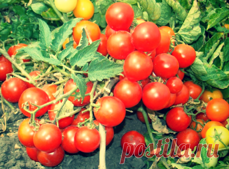Я почти не поливаю помидоры даже в дикую жару, но, всегда собираю вкусные и сочные томаты ведрами! | Твоя Дача | Дзен
