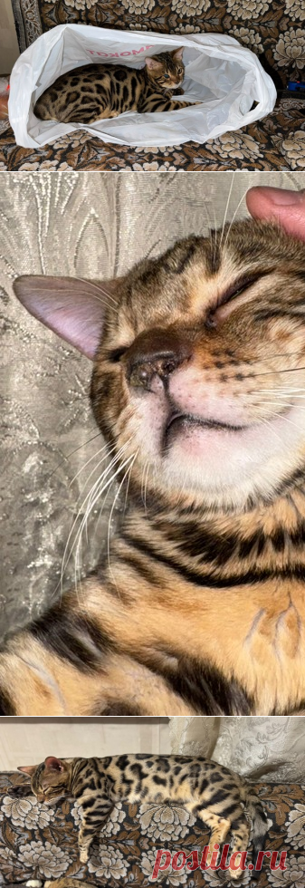 Котик Арчи в добрые руки. Москва – "ЗВЕЗДЫ В ЗАЩИТУ ЖИВОТНЫХ", пользователь Galina Panina | Группы Мой Мир