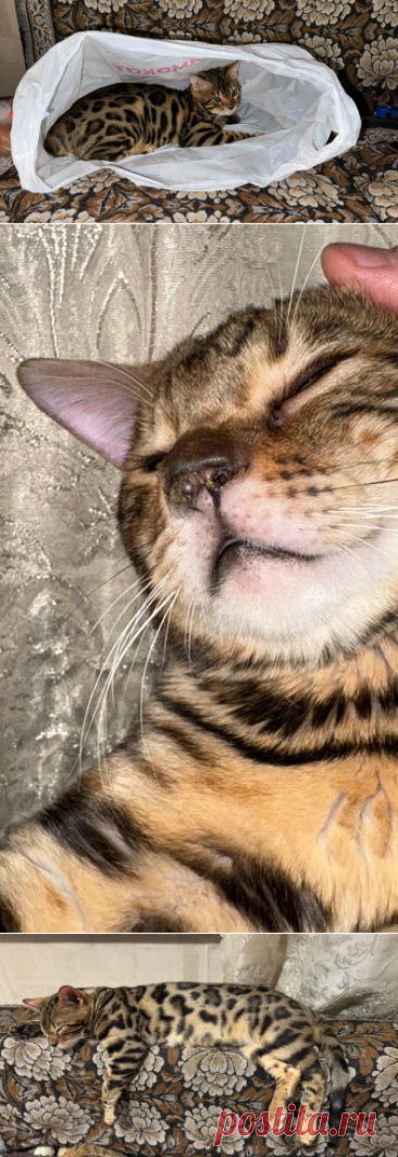 Котик Арчи в добрые руки. Москва – &quot;ЗВЕЗДЫ В ЗАЩИТУ ЖИВОТНЫХ&quot;, пользователь Galina Panina | Группы Мой Мир