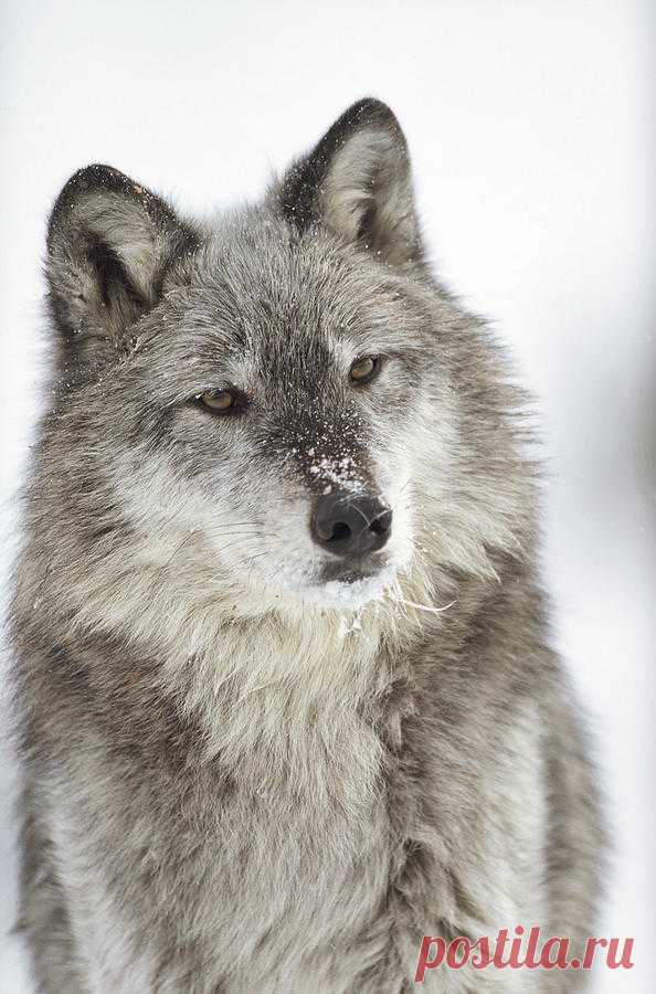 Timber Wolf Canis Lupus Portrait by Tim Fitzharris Timber Wolf Canis Lupus Portrait Photograph by Tim Fitzharris