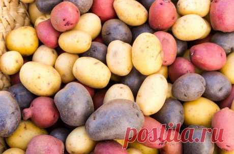 8 секретов хорошего урожая картофеля / картофель / 7dach.ru