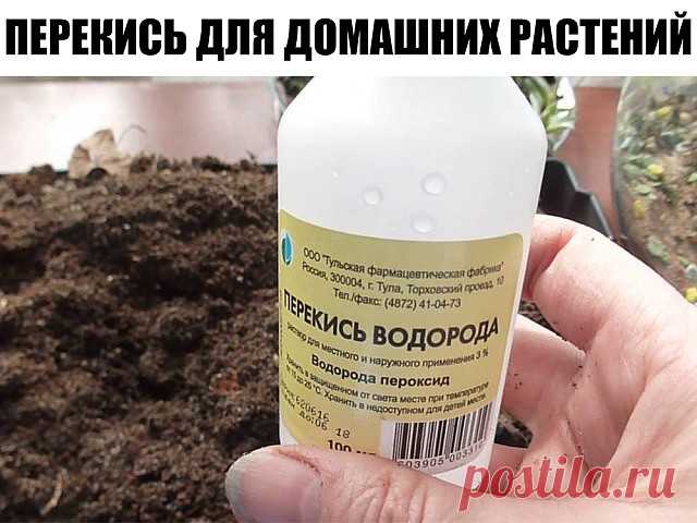 (8) Одноклассники